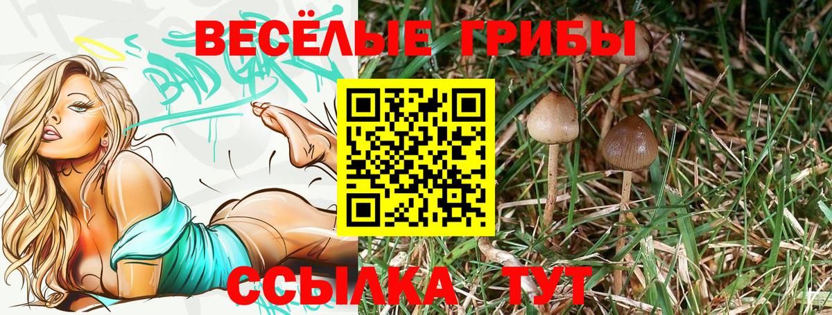 Галлюциногенные грибы Psilocybine cubensis Горячий Ключ